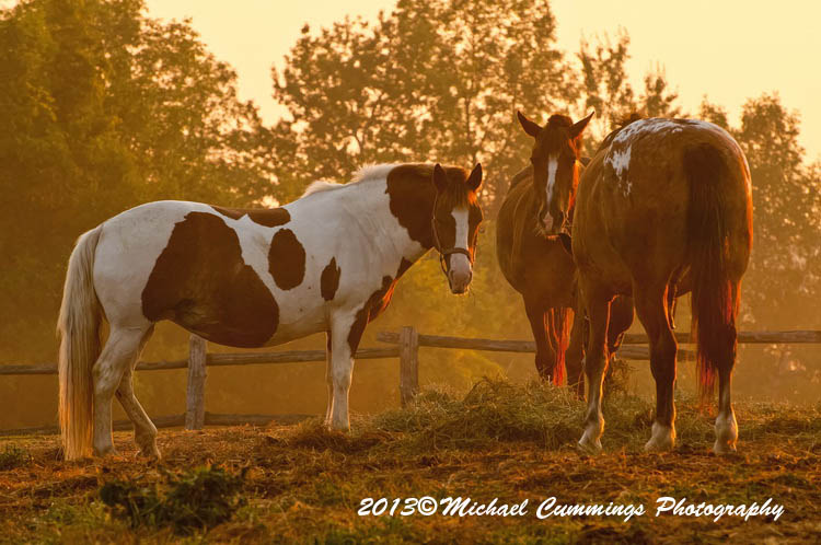 horses