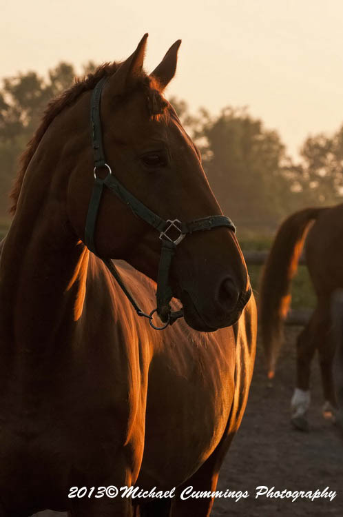 horses