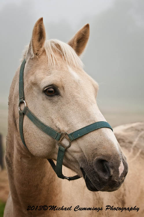 horses