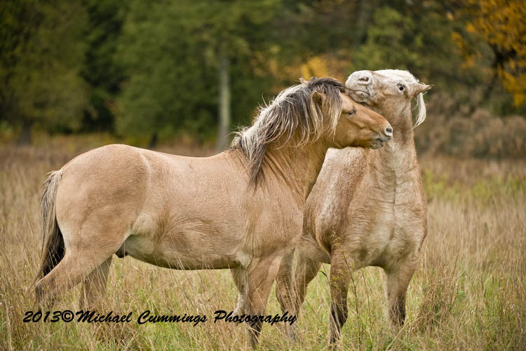 horses