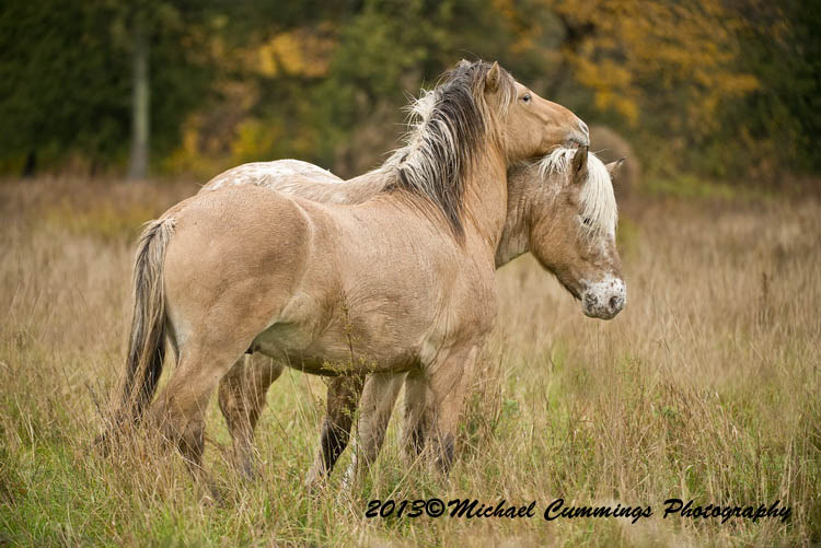 horses