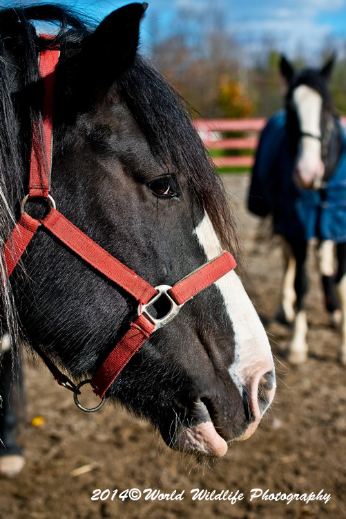 horses