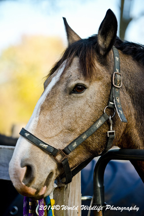 horses