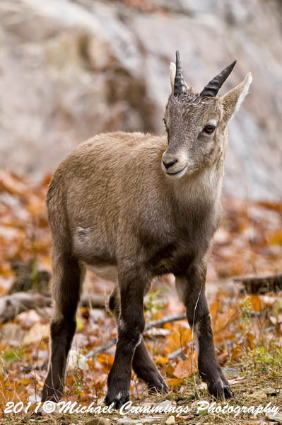 ibex