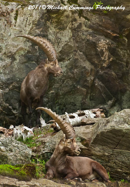 ibex