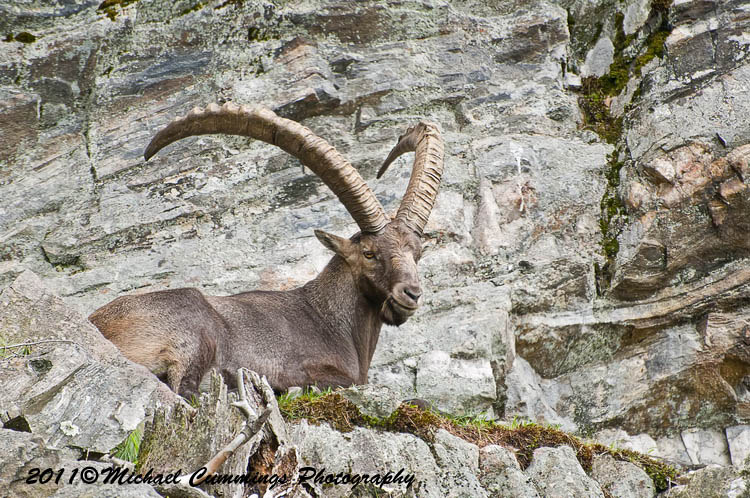 ibex