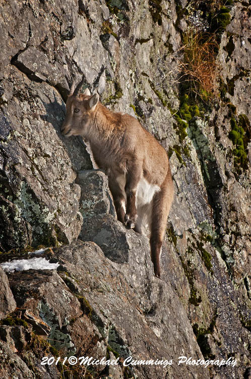 ibex