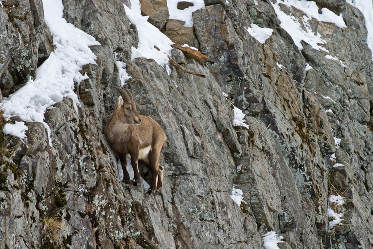 ibex