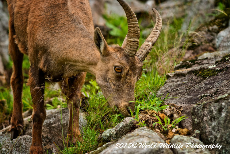 ibex