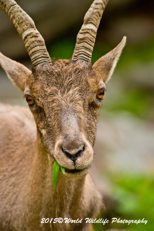 ibex