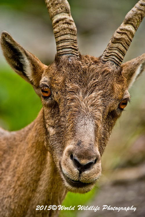 ibex