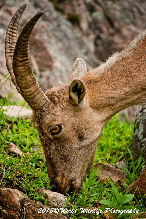 ibex