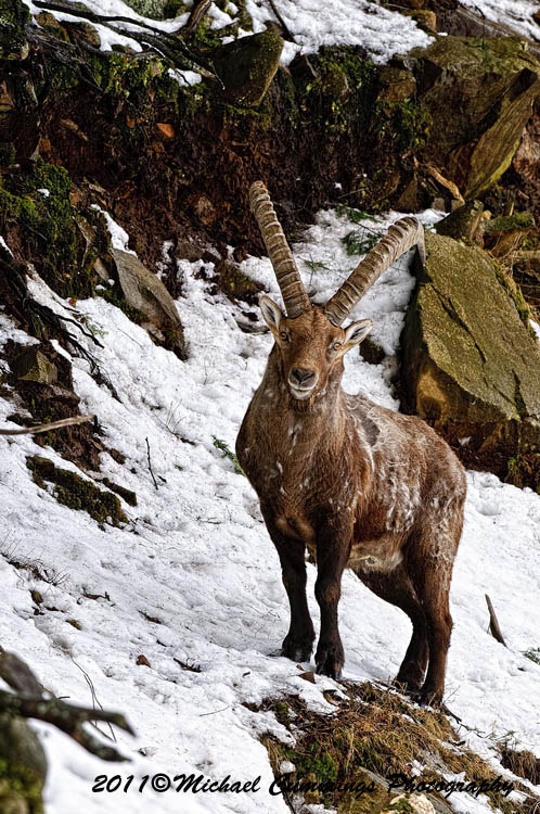 ibex