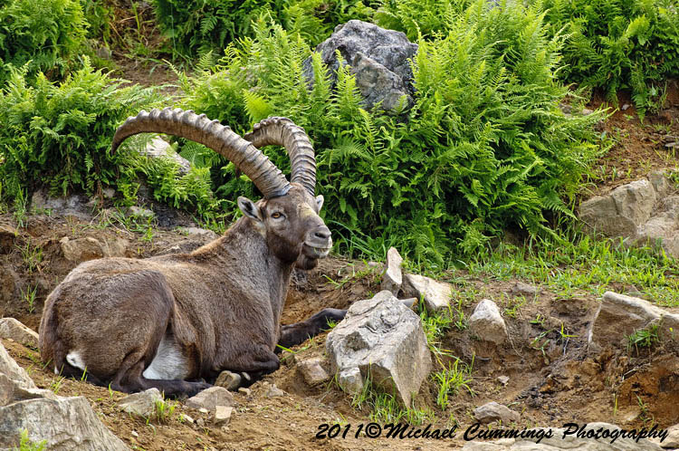 ibex