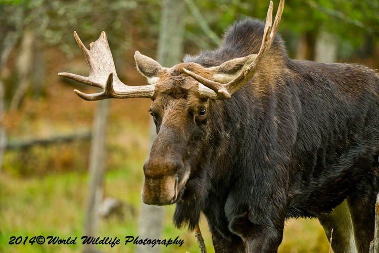 moose