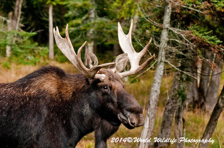 moose