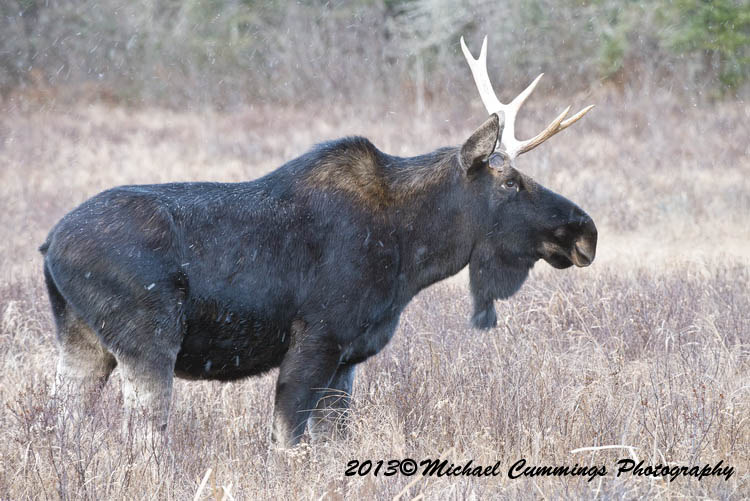 moose