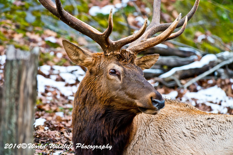 reddeer