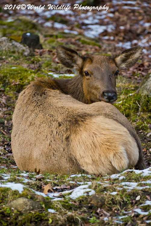 reddeer
