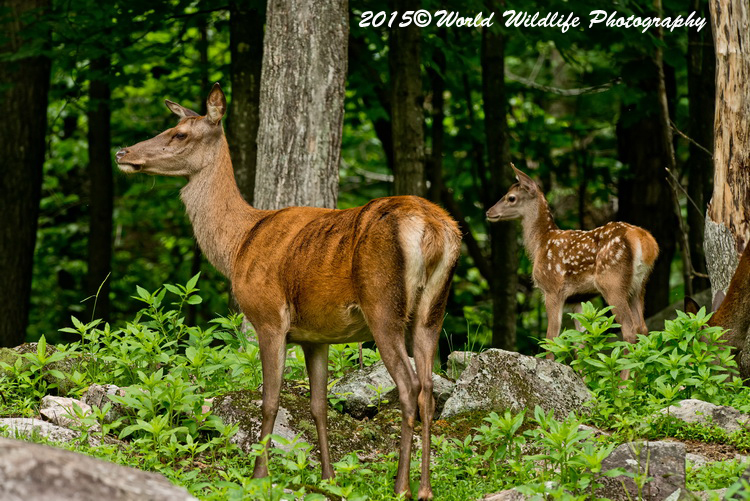 reddeer