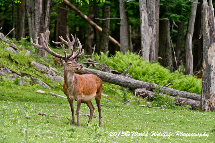 reddeer