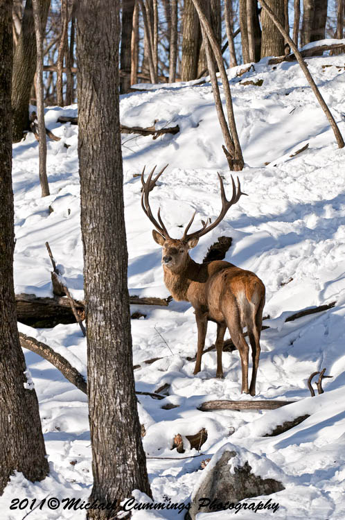reddeer