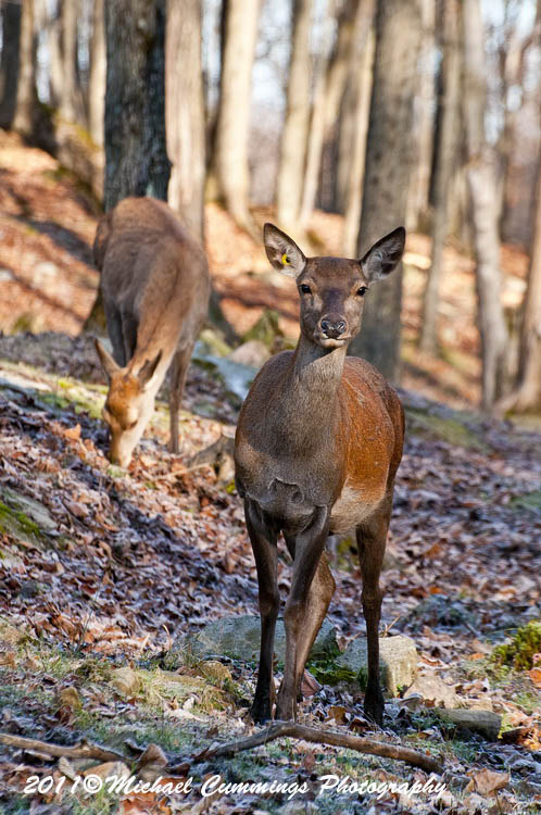 reddeer