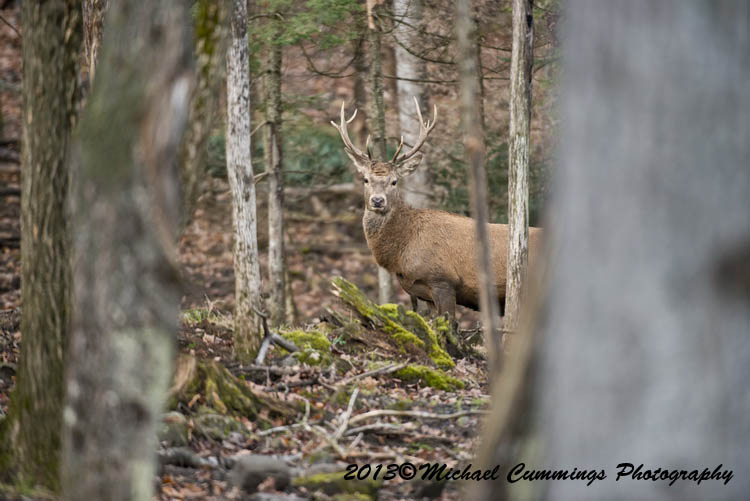reddeer