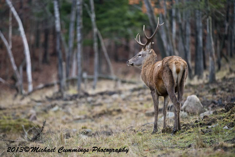 reddeer