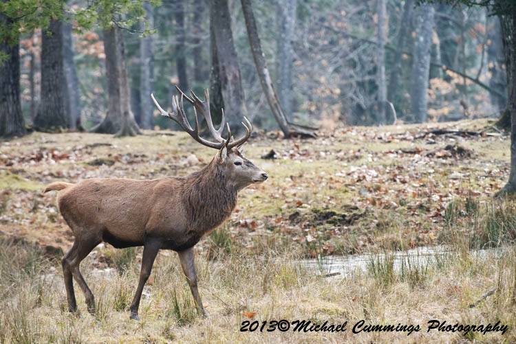 reddeer
