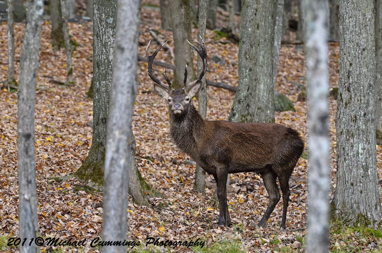 reddeer