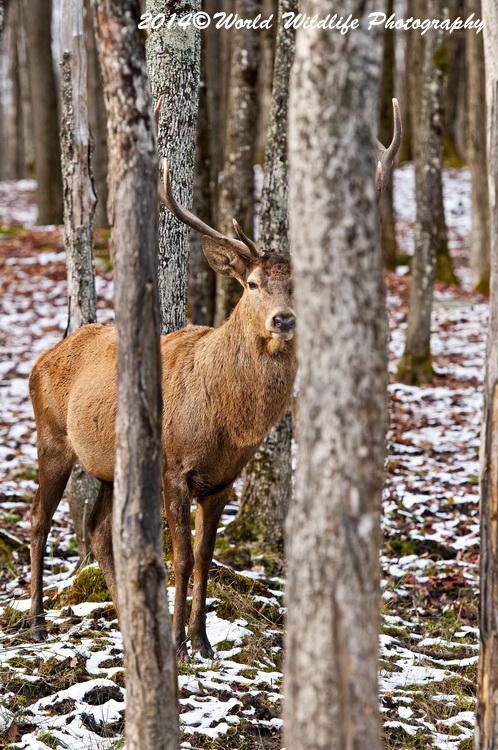 reddeer