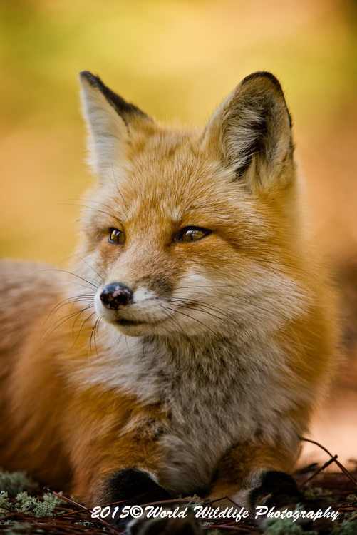 redfox