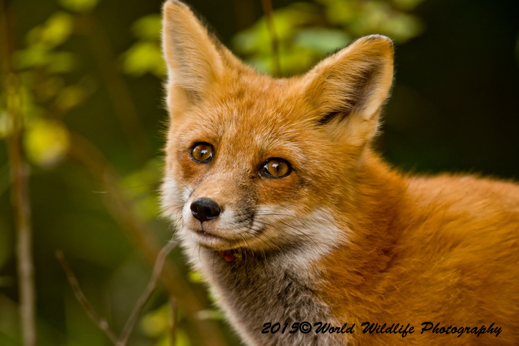 redfox
