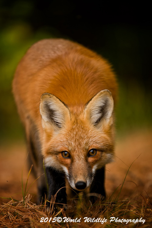 redfox