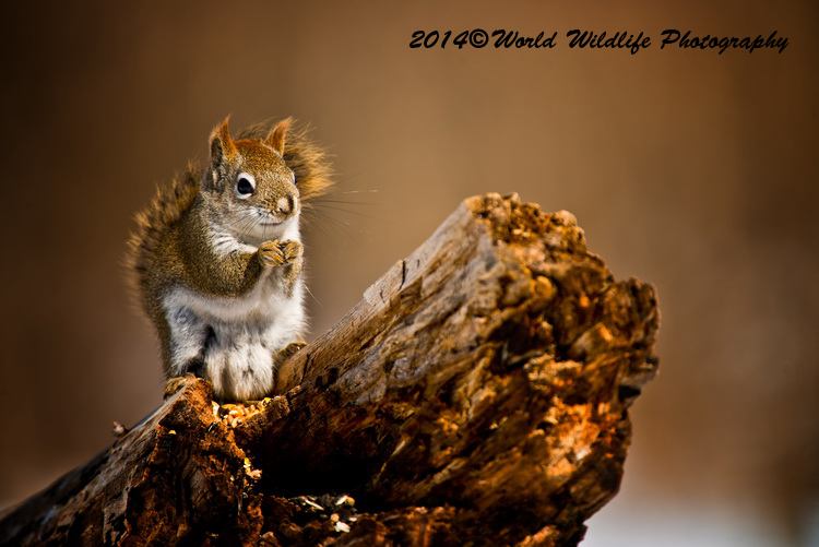 Red Squirrel