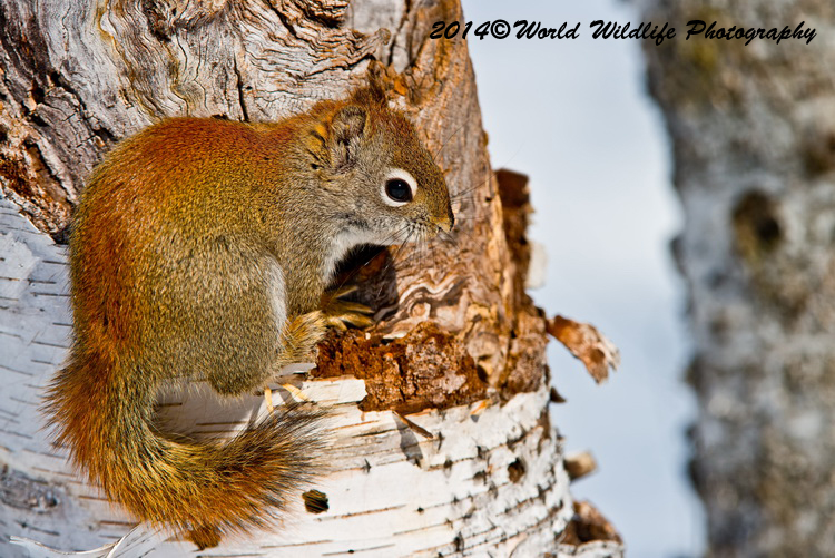 Red Squirrel