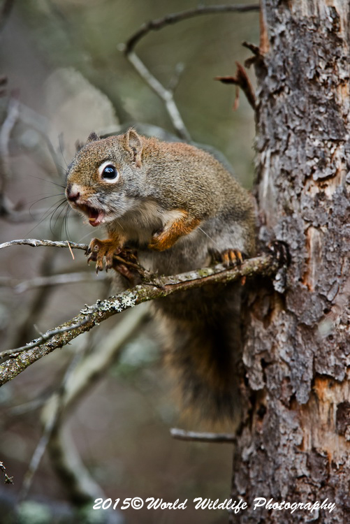 Red Squirrel