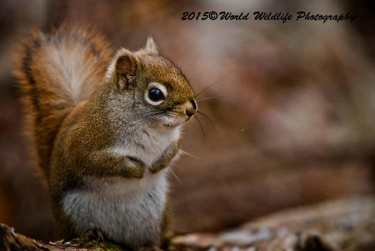 Red Squirrel