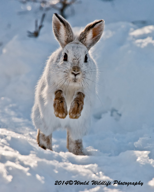 snowshoehare