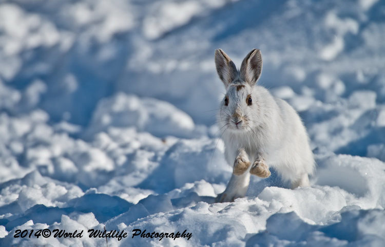 Snowshoe Hare