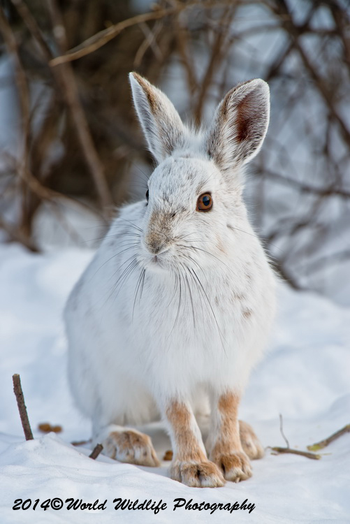Snowshoe Hare