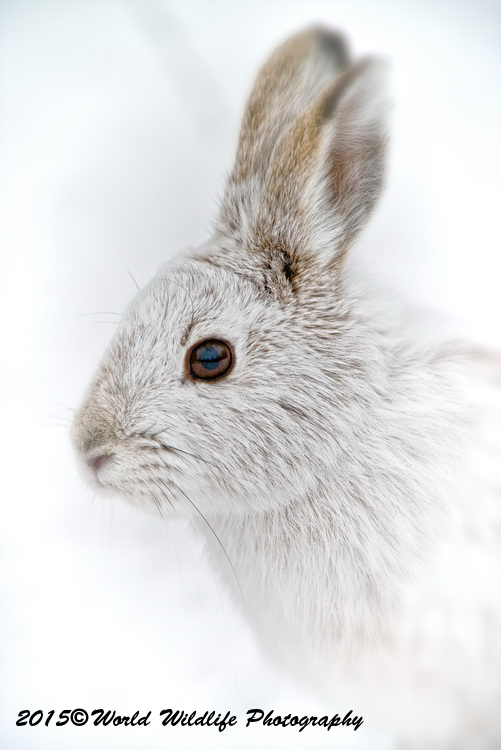 Snowshoe Hare