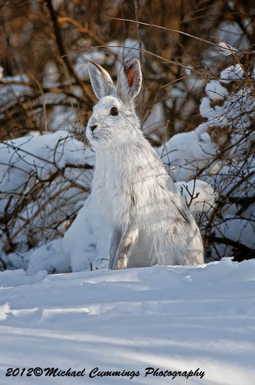 snowshoehare