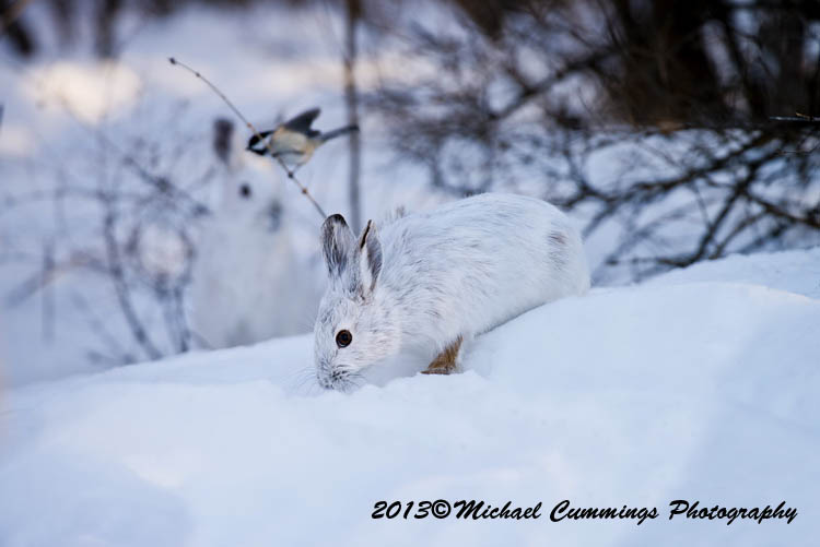 snowshoehare
