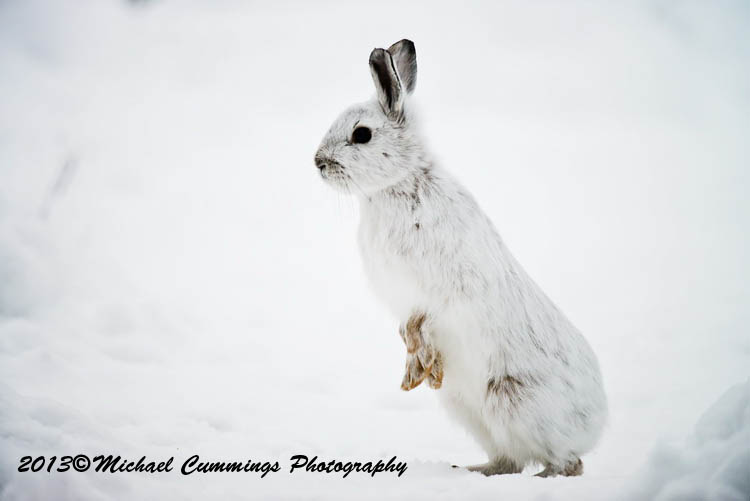 snowshoehare