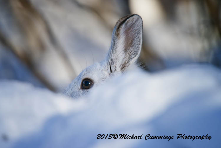 snowshoehare