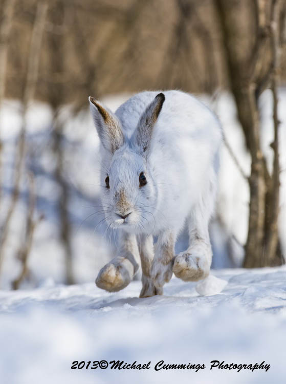 snowshoehare