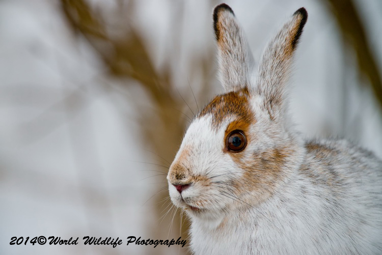 snowshoehare