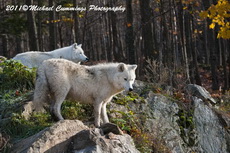 Arctic Wolf Picture